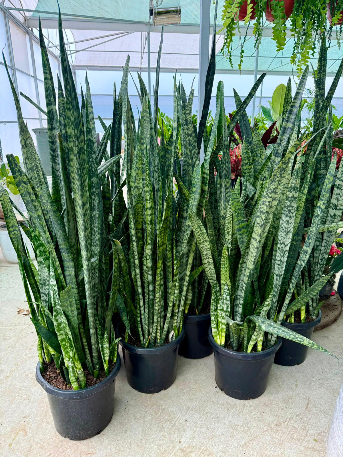 Mother-in-laws Tongue (Snake Plant)