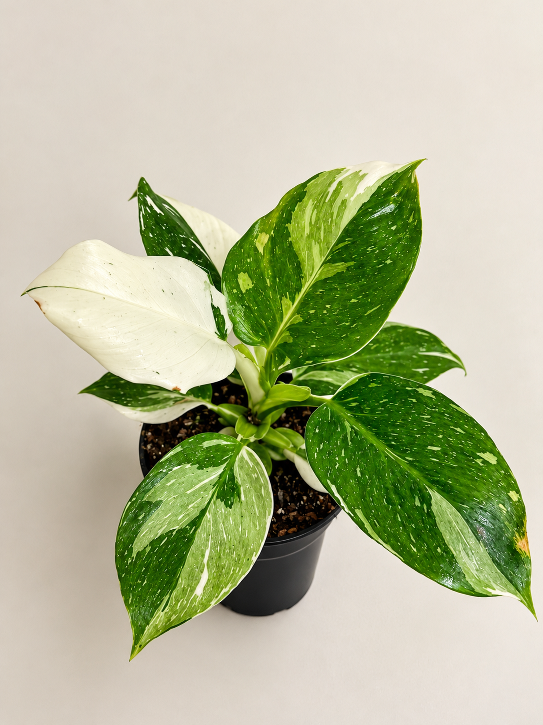 White Princess Philodendron